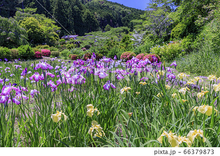 滝谷花菖蒲園 満開の花菖蒲と紫陽花の写真素材