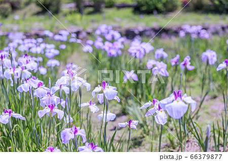 滝谷花菖蒲園 満開の花菖蒲と紫陽花の写真素材