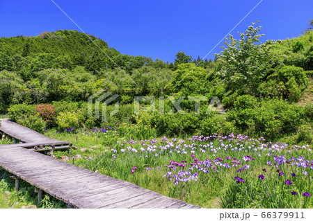 滝谷花菖蒲園 満開の花菖蒲と紫陽花 滝谷花菖蒲園 満開の花菖蒲と紫陽花 66379911