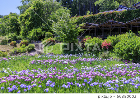 滝谷花菖蒲園 満開の花菖蒲と紫陽花 滝谷花菖蒲園 満開の花菖蒲と紫陽花 66380002