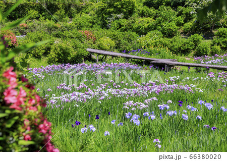 滝谷花菖蒲園 満開の花菖蒲と紫陽花 滝谷花菖蒲園 満開の花菖蒲と紫陽花 66380020
