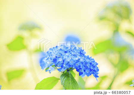 滝谷花菖蒲園　満開の花菖蒲と紫陽花 66380057