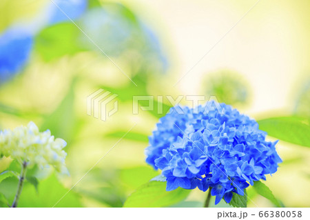滝谷花菖蒲園 満開の花菖蒲と紫陽花 滝谷花菖蒲園 満開の花菖蒲と紫陽花 66380058