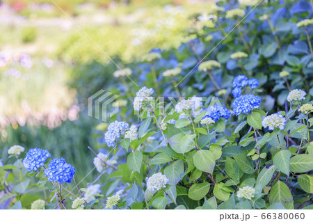 滝谷花菖蒲園 満開の花菖蒲と紫陽花 滝谷花菖蒲園 満開の花菖蒲と紫陽花 66380060