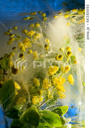 Background ofbarberry   flower    in ice   cube 66380093