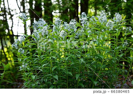 アムソニア　チョウジソウ　丁字草 66380465