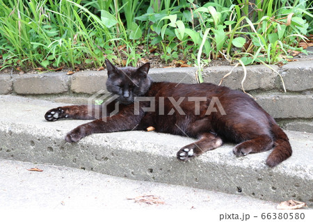 黒猫は暑いよ 黒猫は暑いよ 66380580