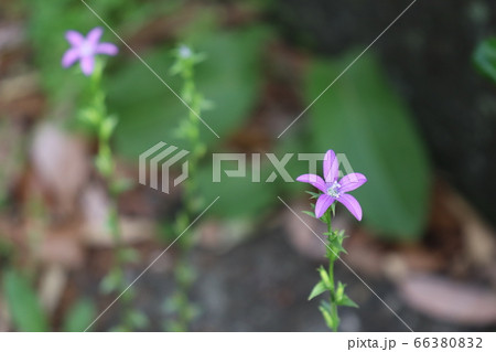 雛桔梗草 雛桔梗草 66380832