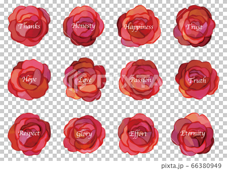 ベクター　ダーズンローズのメッセージイラスト 66380949