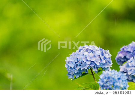 アジサイ アジサイ 66381082
