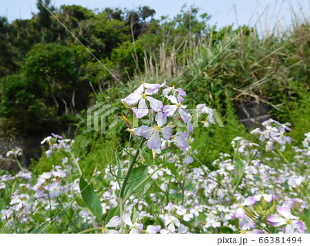ハマダイコンの花 ハマダイコンの花 66381494