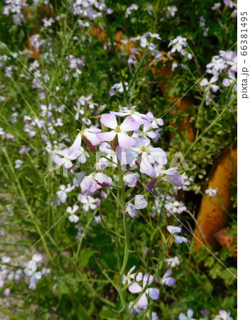 ハマダイコンの花 ハマダイコンの花 66381495