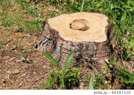 森の切り株 66381520