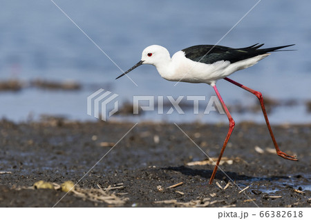 セイタカシギ 66382618