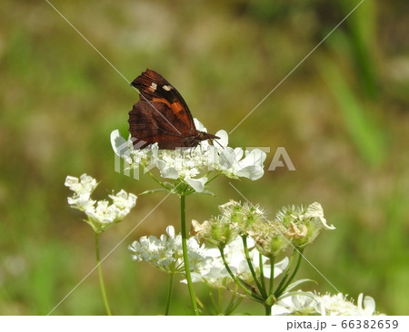 オルラヤ(ホワイトレース)の花で吸蜜する「テングチョウ」 オルラヤ(ホワイトレース)の花で吸蜜する「テングチョウ」 66382659