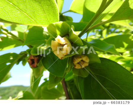 柿の花 66383179