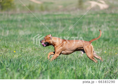 Red american pitbullterrier walks outdoor at summer 66383290