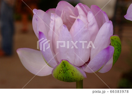 Blooming pink flower of Victoria lotus 66383978