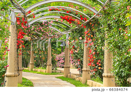 バラの回廊　ハイジの村 66384074