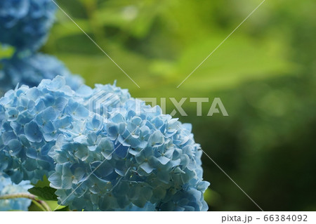 青の紫陽花 青の紫陽花 66384092
