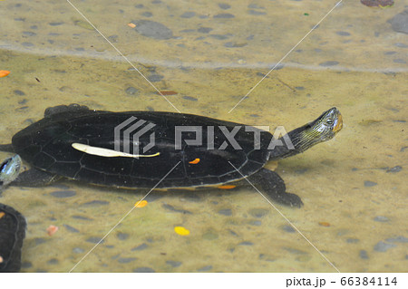 turtles in pond turtles in pond 66384114