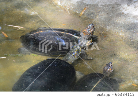 turtles in pond turtles in pond 66384115