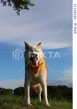 目を閉じて笑う犬の写真素材