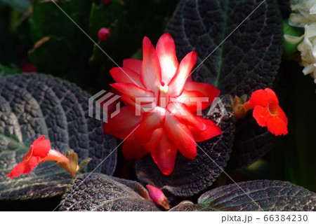 thankgiving cactus, Christmas cactus or thankgiving cactus, Christmas cactus or 66384230