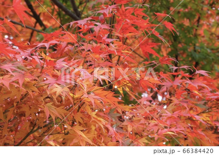 紅葉 66384420