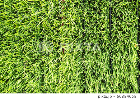 top view rice seedlings, Sapling planting of rice top view rice seedlings, Sapling planting of rice 66384658