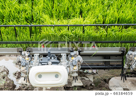 The seedlings from the rice grain, aged 15-20 The seedlings from the rice grain, aged 15-20 66384659