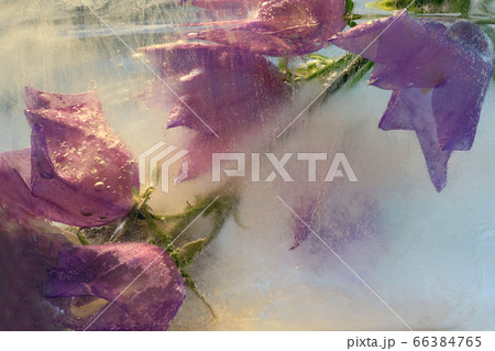 Background of bell flower in ice with air Background of bell flower in ice with air 66384765