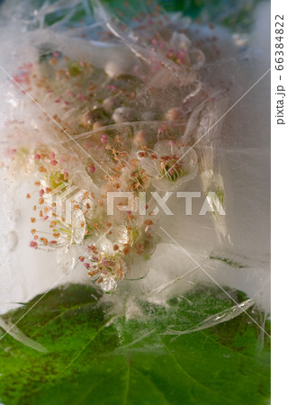 Background of viburnum flower in ice with air Background of viburnum flower in ice with air 66384822
