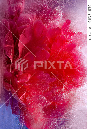 Background of pink peony flower in ice cube Background of pink peony flower in ice cube 66384830