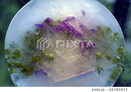 Background of phlox   flower   in ice   with air 66384855