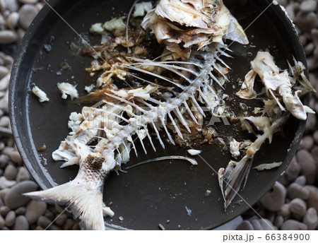 Gnawed skeleton with head and tail of freshly 66384900