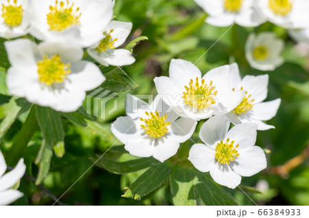 ハクサンイチゲの花 ハクサンイチゲの花 66384933