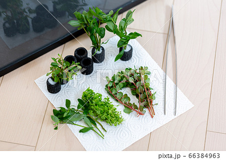 アクアリウム 水草 水槽 アクアリウム 水草 水槽 66384963