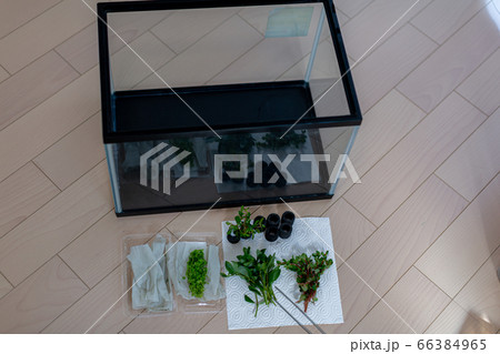 アクアリウム　水草 　水槽　 66384965