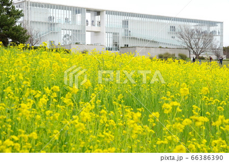 葛西臨海公園の満開の菜の花とクリスタルビュー(展望台) 葛西臨海公園の満開の菜の花とクリスタルビュー(展望台) 66386390