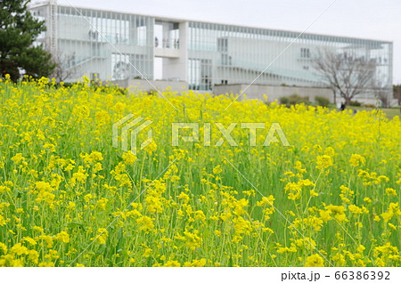 葛西臨海公園の満開の菜の花とクリスタルビュー（展望台）／東京都江戸川区 66386392