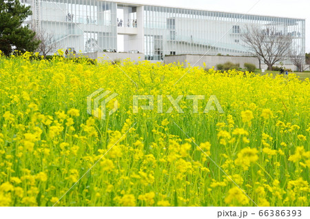 葛西臨海公園の満開の菜の花とクリスタルビュー（展望台） 66386393