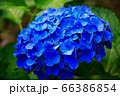 紫陽花 66386854