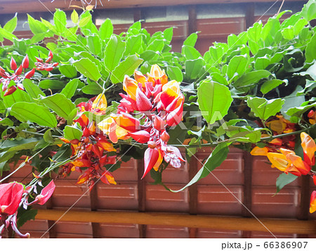 Thunbergia mysorensis, branch with several flowers in lower view. 66386907