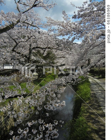京都市の哲学の道の桜 京都市の哲学の道の桜 66386969
