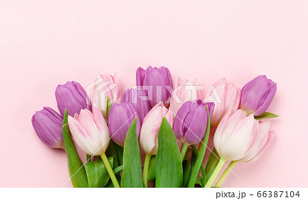 Pink tulips over pink background 66387104
