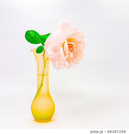 花瓶に活けられた鮮やかなピンクの薄いの花びらを持つバラ 66387269