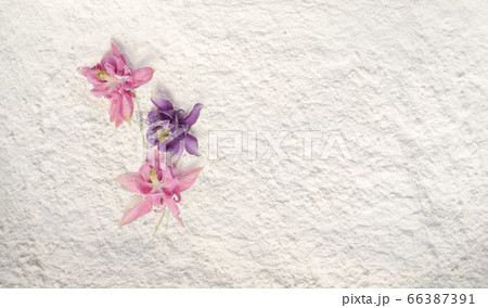 Beautiful aquilegia lying on a white powder. 66387391