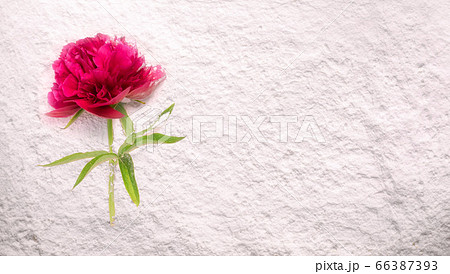 Beautiful peony lying on a white powder. 66387393