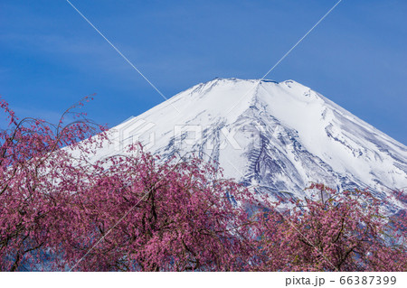 桜と富士山（日本 - 山梨 - 花の都公園） 66387399